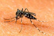 En combate al dengue se debe tomar en cuenta factores urbanos y geográficos_5