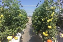 Mejores opciones para la agricultura urbana (foto 1)