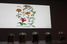 Egresada del CUAAD presenta su libro “Cromática natural”_2