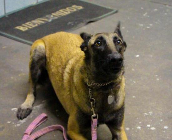 Culmina rodaje del largometraje “Los perros”_4
