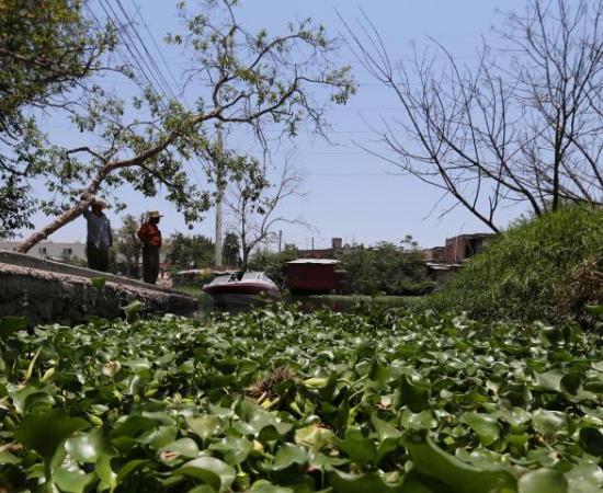 Talentos del CUAAD proponen retiro de lirio en ríos Santiago y Zula mediante innovación creada con llantas (foto 2)