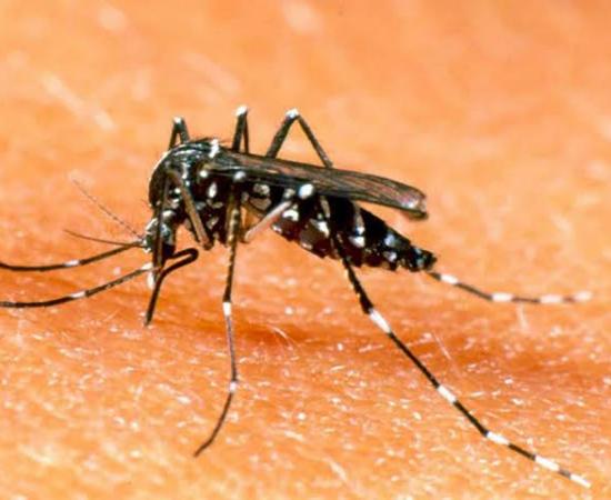 En combate al dengue se debe tomar en cuenta factores urbanos y geográficos_5
