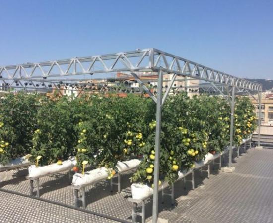 Mejores opciones para la agricultura urbana (foto 3)