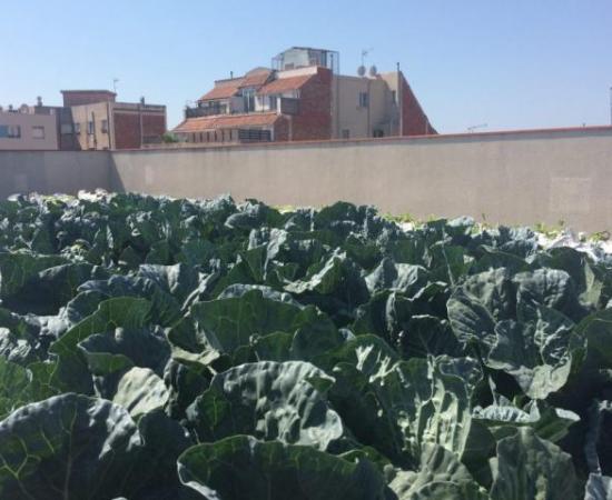 Mejores opciones para la agricultura urbana (foto 2)