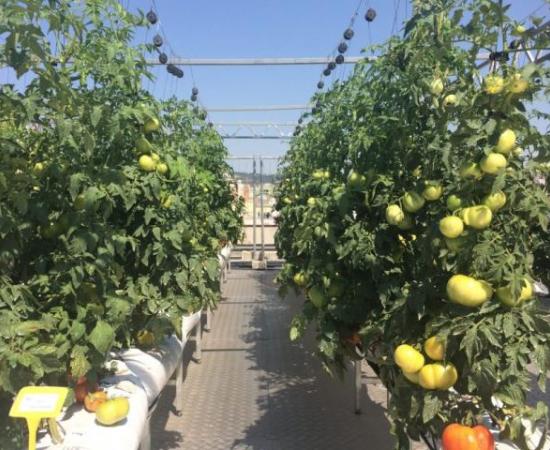 Mejores opciones para la agricultura urbana (foto 1)