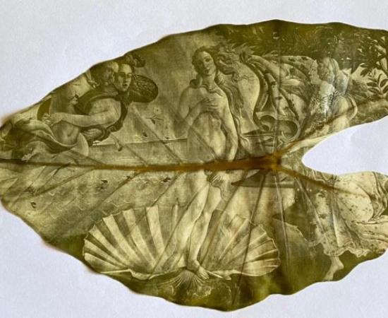 Invitan a «(Im)permanencia», el arte de la de clorotipia_1